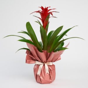 Buketli Beton Saksıda Guzmania