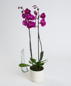 at2360-1-8dd19e76bc14fba-b3b0ea9f 2 Dal Mor Orkide