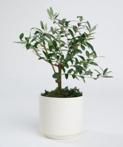 at4339-1-8dcfe53e692804e-382fbf61 Beyaz Beton Saksıda Zeytin Ağacı