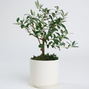 Beyaz Beton Saksıda Zeytin Ağacı