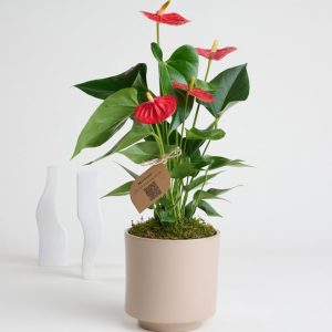 Gri Beton Saksıda Antoryum - Flamingo Çiçeği